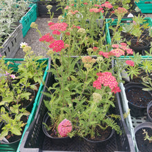 Load image into Gallery viewer, Achillea &quot;The Beacon&quot; (6 plants per order)
