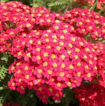 Load image into Gallery viewer, Achillea &quot;The Beacon&quot; (6 plants per order)
