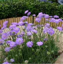 Load image into Gallery viewer, Scabiosa &quot;Misty Butterflies&quot; (6 plants)
