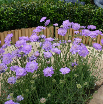 Scabiosa 